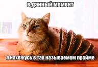 ai_generated cat feline not_furry // 1079x735 // 81KB